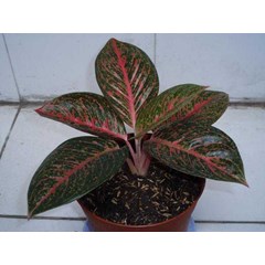 aglaonema tiara