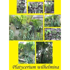 platycerium wandae/tanduk menjangan papua/simbar menjangan