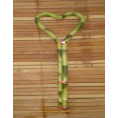 suji/ bambu hoki (lucky bamboo) hs 30
