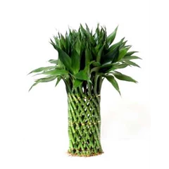 suji/ bambu hoki ( lucky bamboo) cb green & varigata