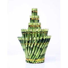 suji/ bambu hoki ( lucky bamboo) am 530