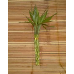 suji/ bambu hoki (lucky bamboo) tw 520
