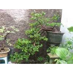 bonsai