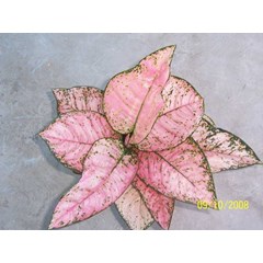 ruby super pink induk