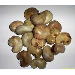 * * * * * supplier biji jambu mete / cashew nut* * * * *