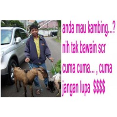 daftar harga kambing bersyariah