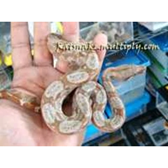 hog island boa constrictor imperator