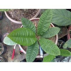 reflexinervium indukan kontes form