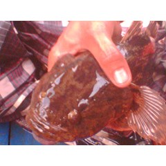 ikan betutu