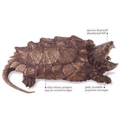 [ sold out] alligator snapping