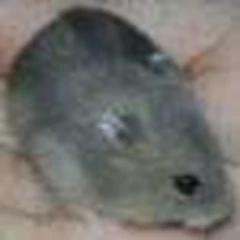 hamster winter white normal dan safir