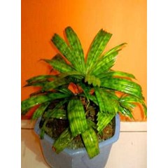 palm/palem- licuala mattanensis var mapu (sold)
