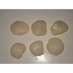 : daging scallop kerang simping