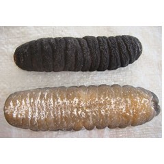 sea cucumber sand fish / teripang gosok