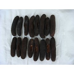 sea cucumber sand fish 2 / teripang ogai