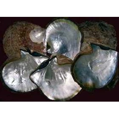 kerang mutiara