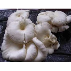 jamur tiram