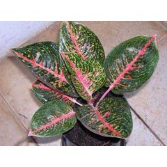 aglaonema - adelia