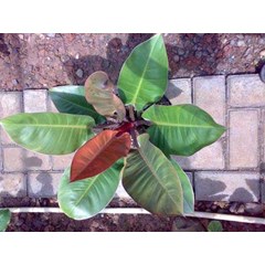 phillodendron - red emerald