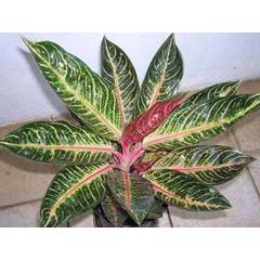 aglaonema - pride of sumatera
