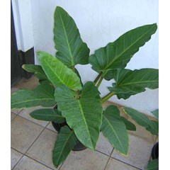 phillodendron - melanodii1