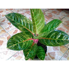 kresna (terjual)