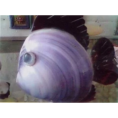 hiasan ikan