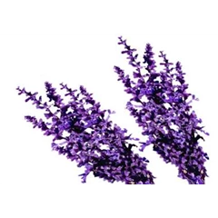 lulur lavender