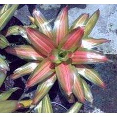 bromeliads-hybrid 1