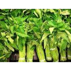 kangkung lombok