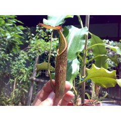 nepenthes maxima wavy leaves