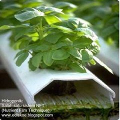 bibit paprika, capsicum, sweet paper tomat, tomato, cucumber, timun, ketimun, lettuce untuk hidroponik