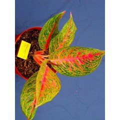 aglaonema sexy pink