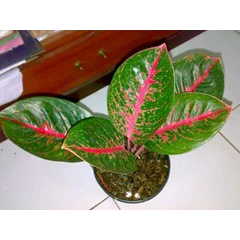 ria 5 daun (terjual)