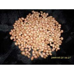 kacang tanah( arachis hypogaea l.) indonesia: kacang tanah; english= peanut ~ sms= + 6281-32622-0589 ~ email= nurida479@ rocketmail.com