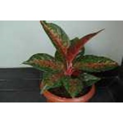 aglaonema hot lady