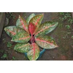 aglaonema tiara