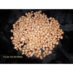 peanut ( arachis hypogaea l.) indonesia= kacang tanah ~ sms= + 6281-32622-0589 ~ sms= + 6281-901-389-117 ~ email= nurida479@ yahoo.co.id