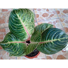 esmeralda 6 daun jumbo (terjual)
