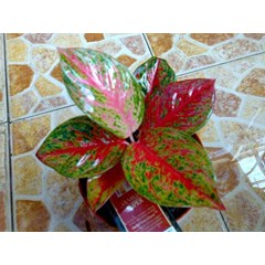yoanna/treasure of siam (terjual)