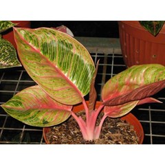 aglaonema hughes 5 leafs