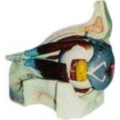 mata manusia (ap-bio1)