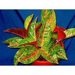 aglaonema arimbi majemuk