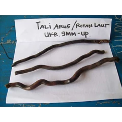 tali arus / rotan laut