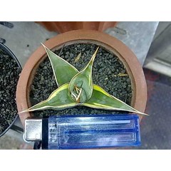 pinguicula varigata