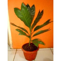 palm/ palem - metallica/ chamaedorea