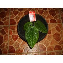anthurium sirih