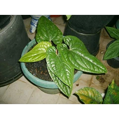 anthurium sirih  (terjual,thanks)