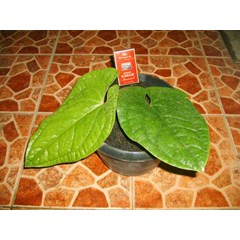 anthurium sirih
