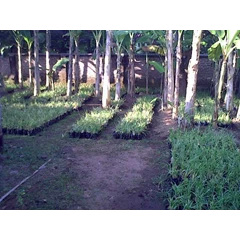 vetiver, rumput vetiver, vetiver grass